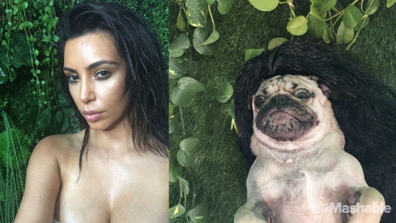 Блог - 10 самых популярных собак из Instagram, у которых миллионы подписчиков 10 самых популярных собак из Instagram, у которых миллионы подписчиков