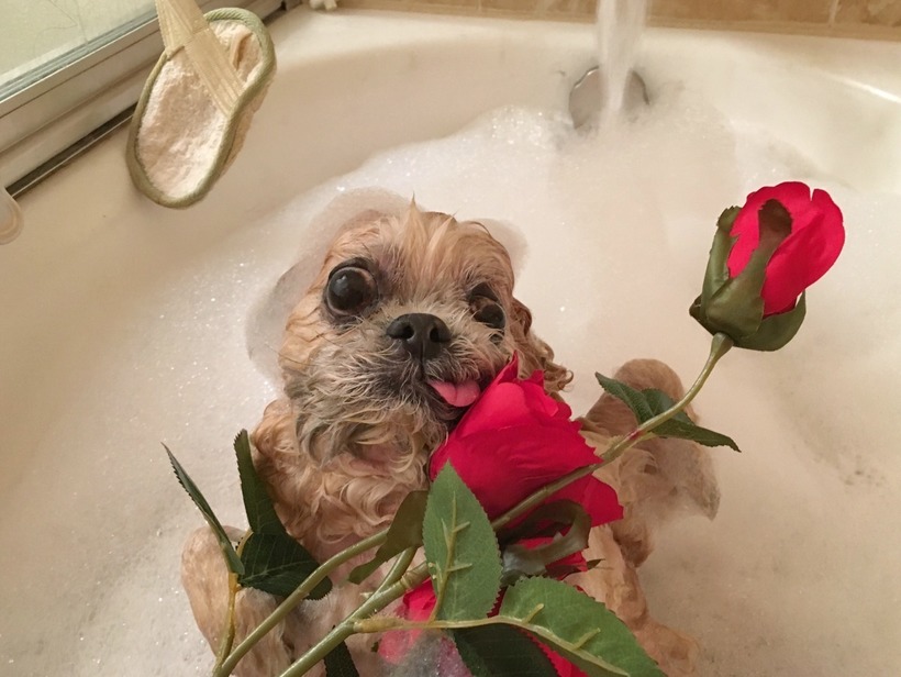 Блог - 10 самых популярных собак из Instagram, у которых миллионы подписчиков 10 самых популярных собак из Instagram, у которых миллионы подписчиков