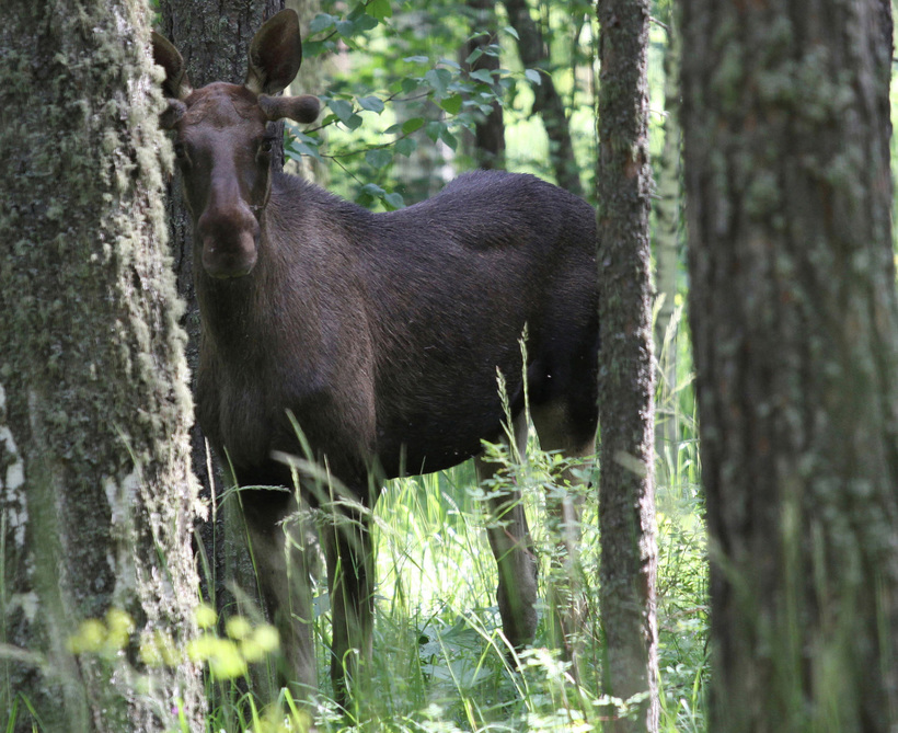 30 лет без человека: торжество дикой природы в зоне отчуждения Чернобыльской АЭС