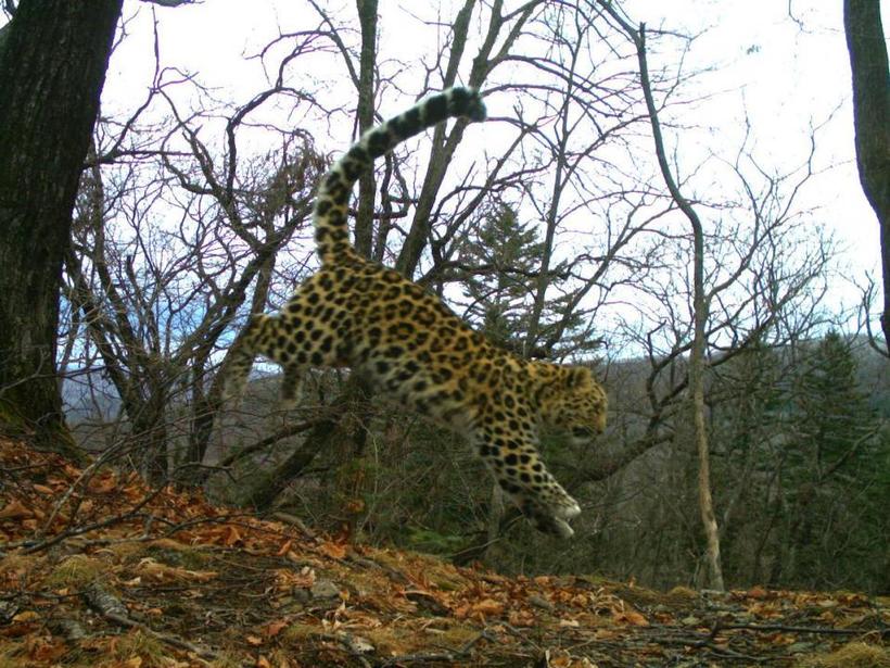 Блог - Жизнь диких животных в Приморье: что поймали фотоловушки в этом году Жизнь диких животных в Приморье: что поймали фотоловушки в этом году