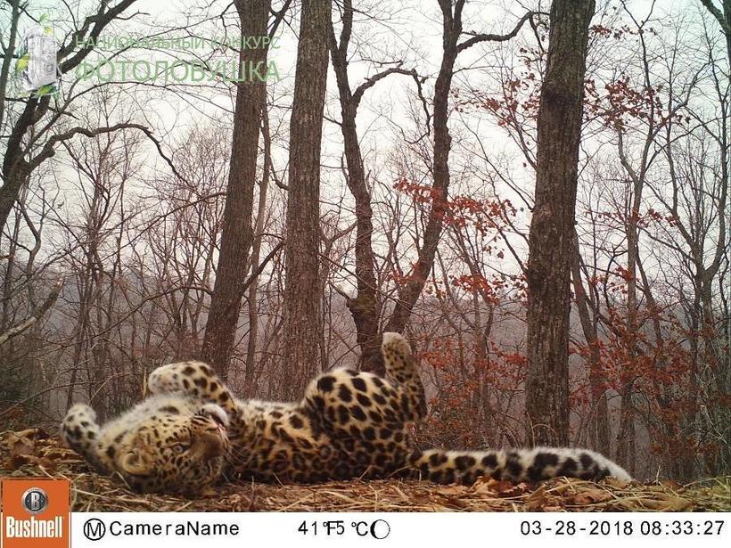Блог - Жизнь диких животных в Приморье: что поймали фотоловушки в этом году Жизнь диких животных в Приморье: что поймали фотоловушки в этом году