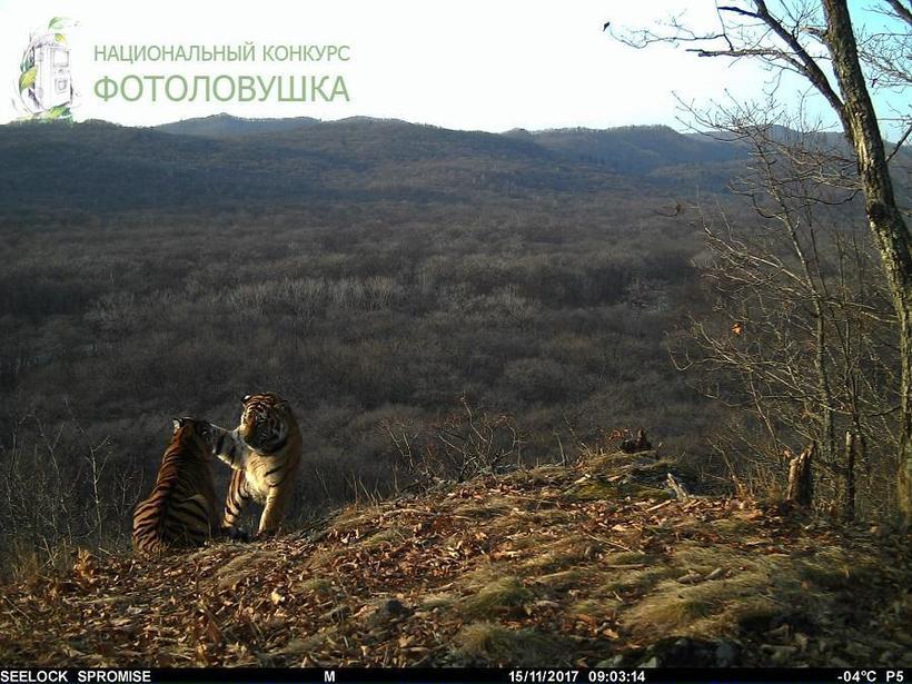 Блог - Жизнь диких животных в Приморье: что поймали фотоловушки в этом году Жизнь диких животных в Приморье: что поймали фотоловушки в этом году