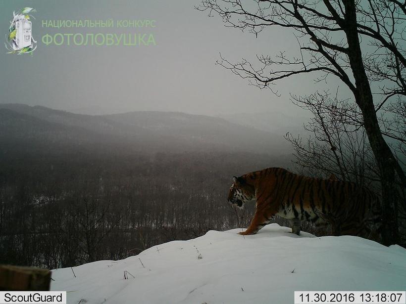 Блог - Жизнь диких животных в Приморье: что поймали фотоловушки в этом году Жизнь диких животных в Приморье: что поймали фотоловушки в этом году