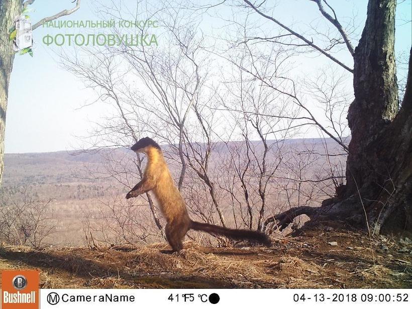 Блог - Жизнь диких животных в Приморье: что поймали фотоловушки в этом году Жизнь диких животных в Приморье: что поймали фотоловушки в этом году