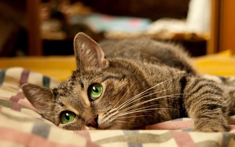 Котик