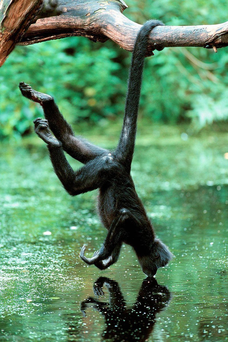 Кто из животных ходит вверх ногами, а у кого есть лишняя рука 