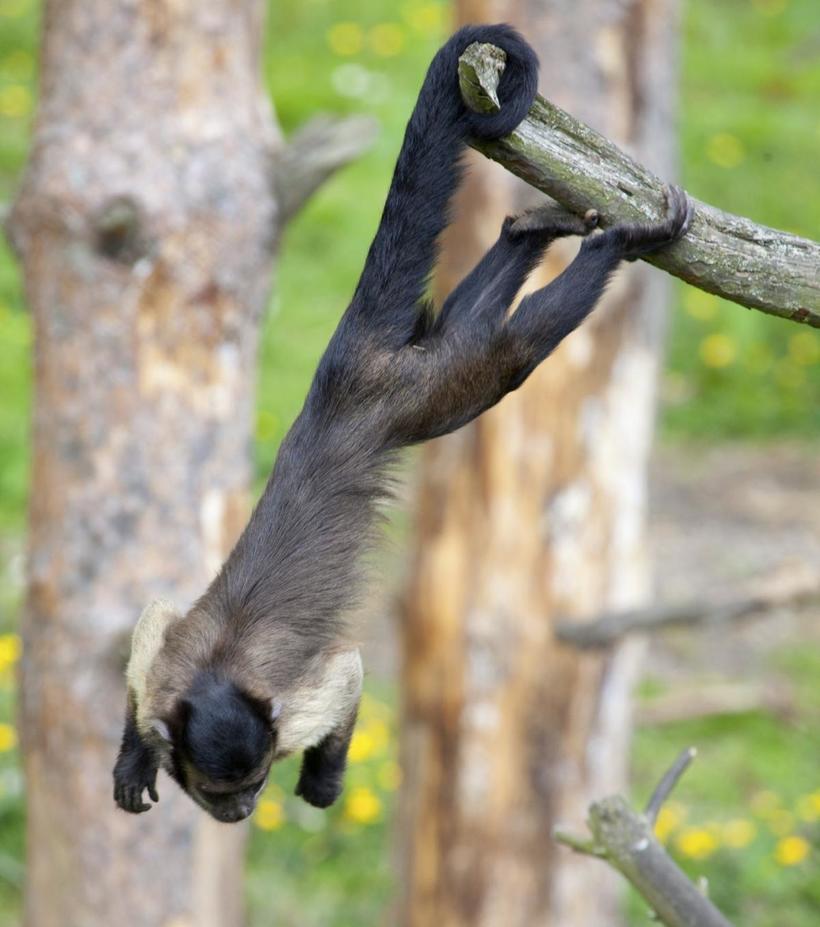 Кто из животных ходит вверх ногами, а у кого есть лишняя рука 