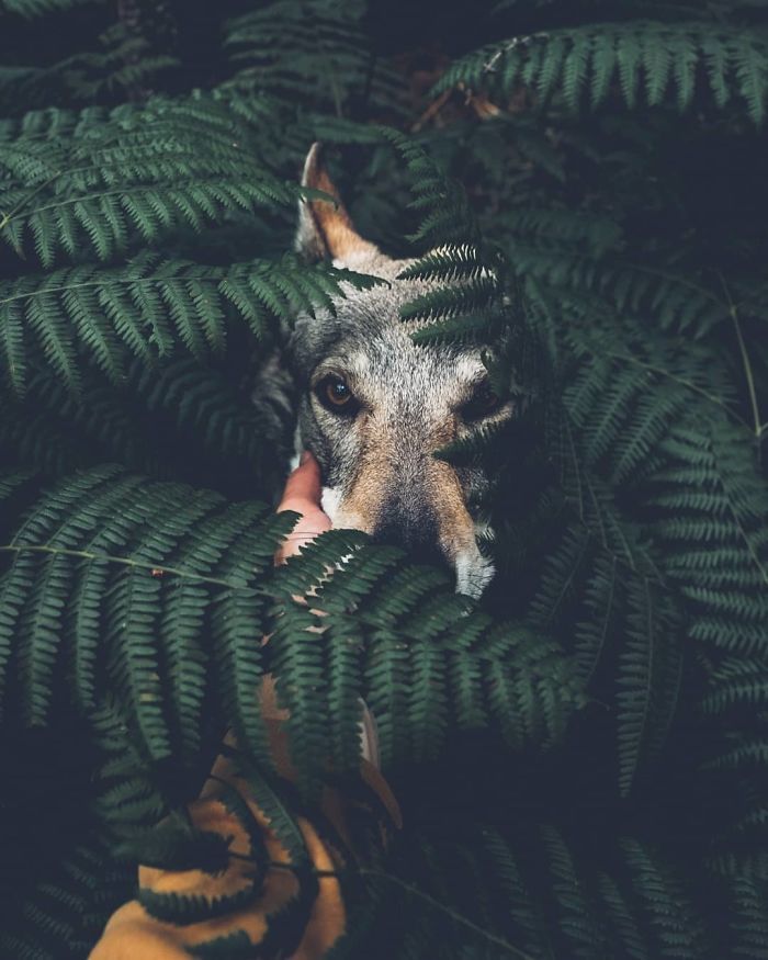 Парень берет свою собаку во все путешествия, и это гораздо круче, чем обычные селфи