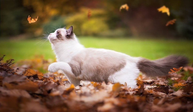 Кот осенью