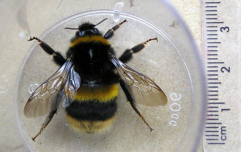 Земляной шмель Bombus terrestris Земляной шмель Bombus terrestris