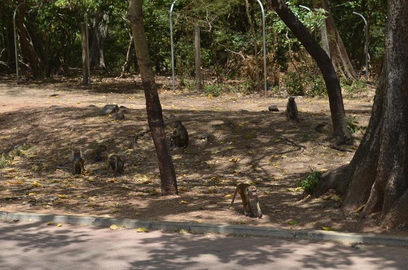 Бандерлоги на руинах чувствуют себя как дома