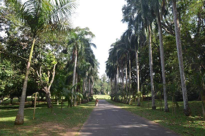 Аллея пальм в Ботаническом саду