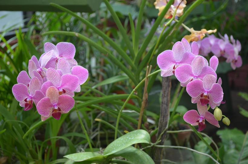 Орхидеи представлены во множестве