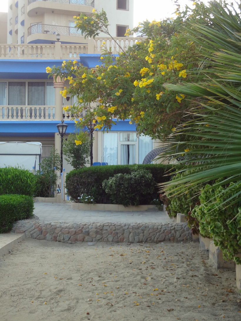 Цветущие кустарники в ноябре в Египте