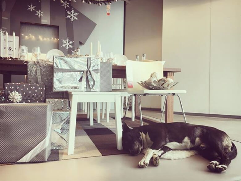 IKEA в Италии пустила к себе бродячих собак на зимовку