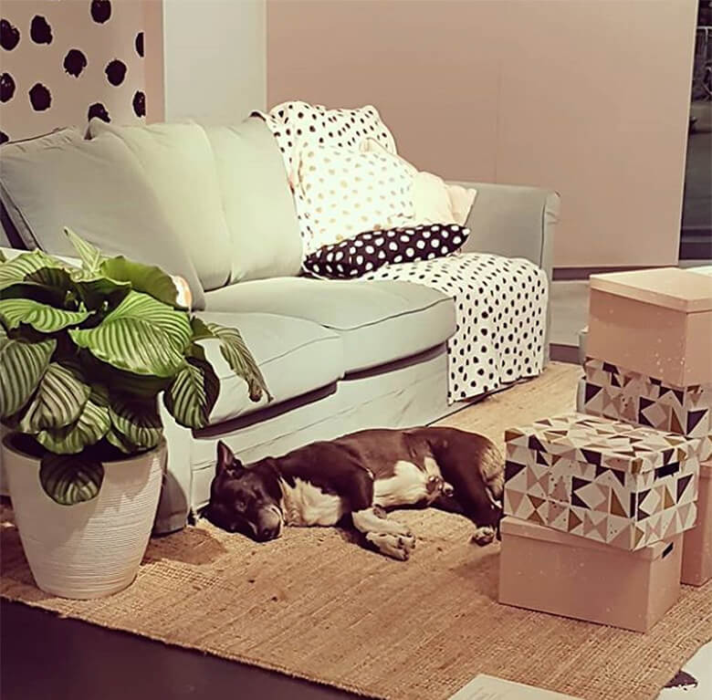 IKEA в Италии пустила к себе бродячих собак на зимовку