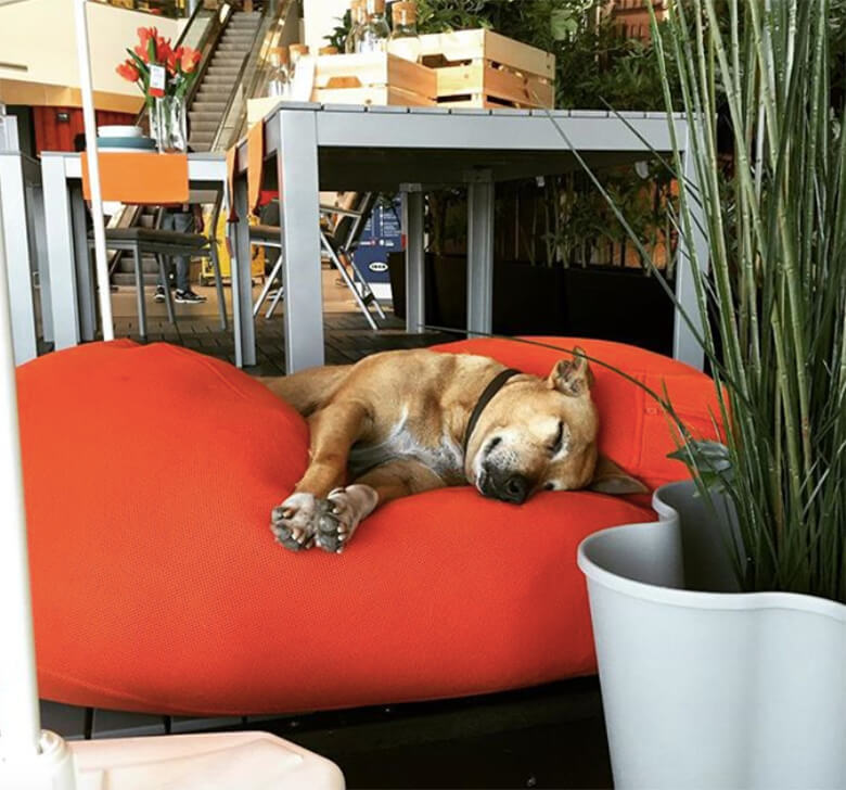 IKEA в Италии пустила к себе бродячих собак на зимовку