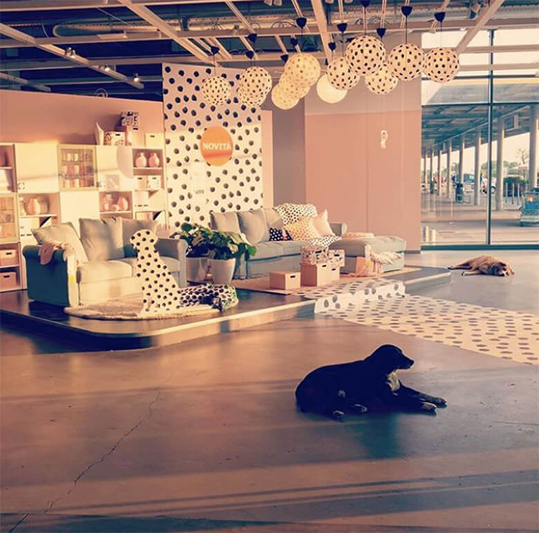 IKEA в Италии пустила к себе бродячих собак на зимовку