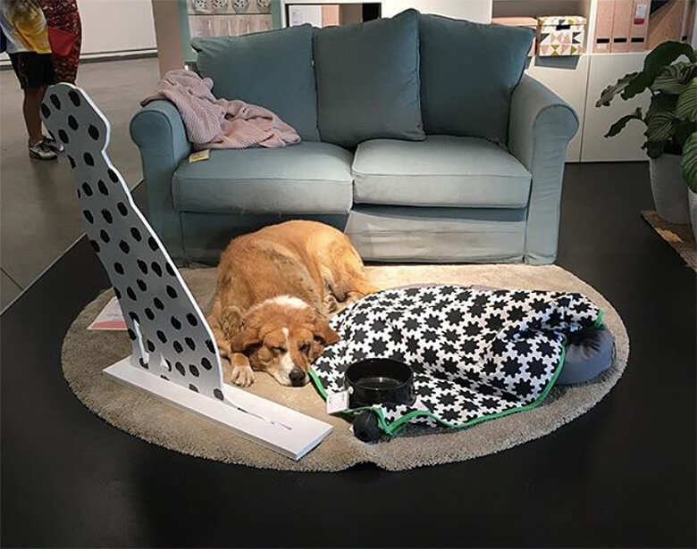 IKEA в Италии пустила к себе бродячих собак на зимовку