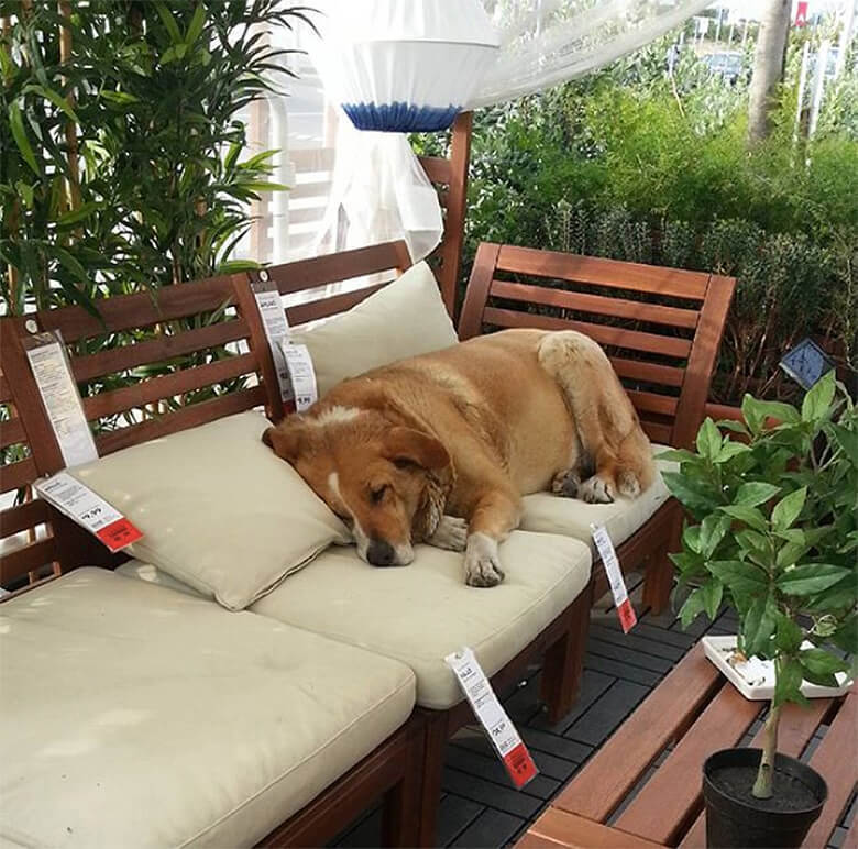 IKEA в Италии пустила к себе бродячих собак на зимовку