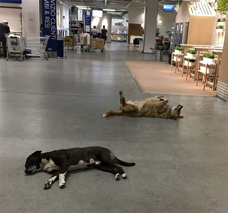 IKEA в Италии пустила к себе бродячих собак на зимовку