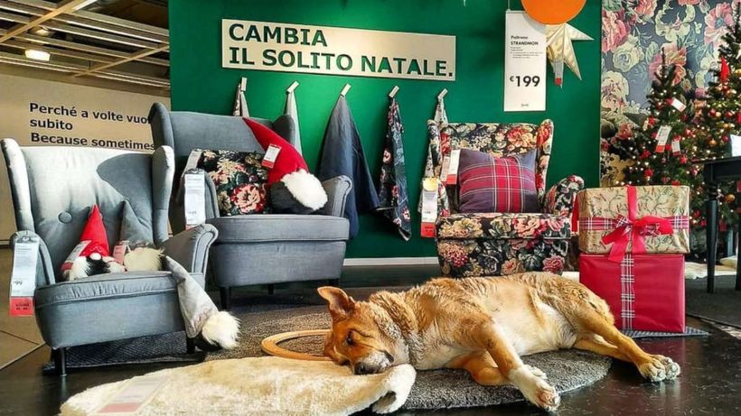 IKEA в Италии пустила к себе бродячих собак на зимовку