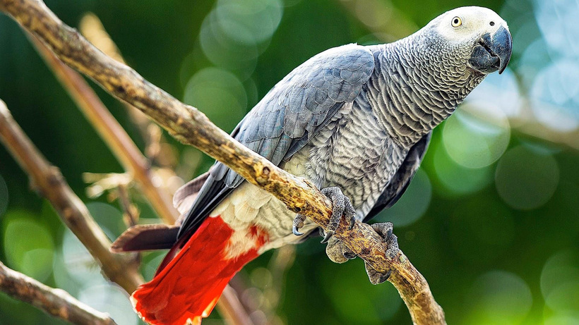 Краснохвостый жако (Psittacus erithacus erithacus) Краснохвостый жако (Psittacus erithacus erithacus)