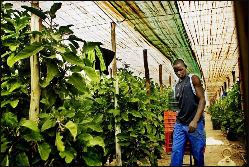 Овощной рай Альмерии: самый большой комплекс теплиц в Европе