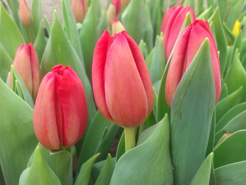 Прекрасные весенние тюльпаны