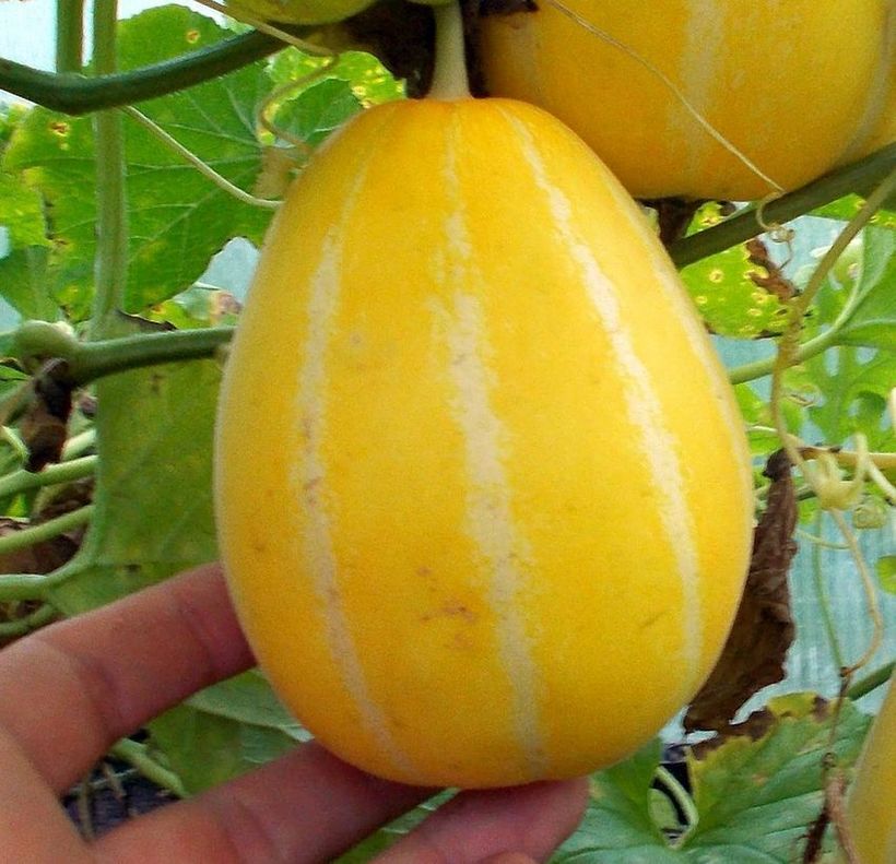 Корейская дыня