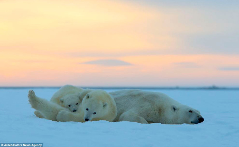 Белые медведи наблюдают за закатом на Аляске