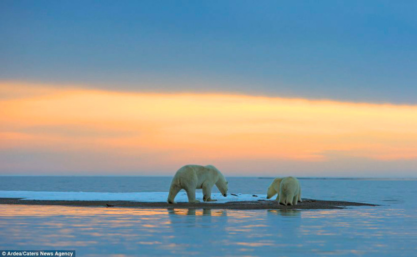 Белые медведи наблюдают за закатом на Аляске
