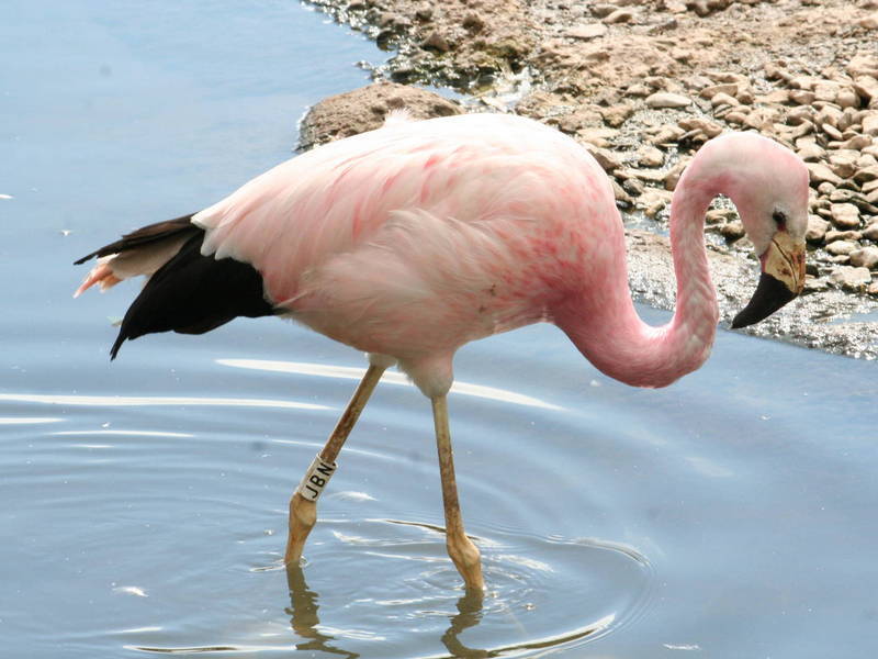 Андский фламинго. Этот вид встречается в горных районах Перу, Боливии, Аргентины и Чили