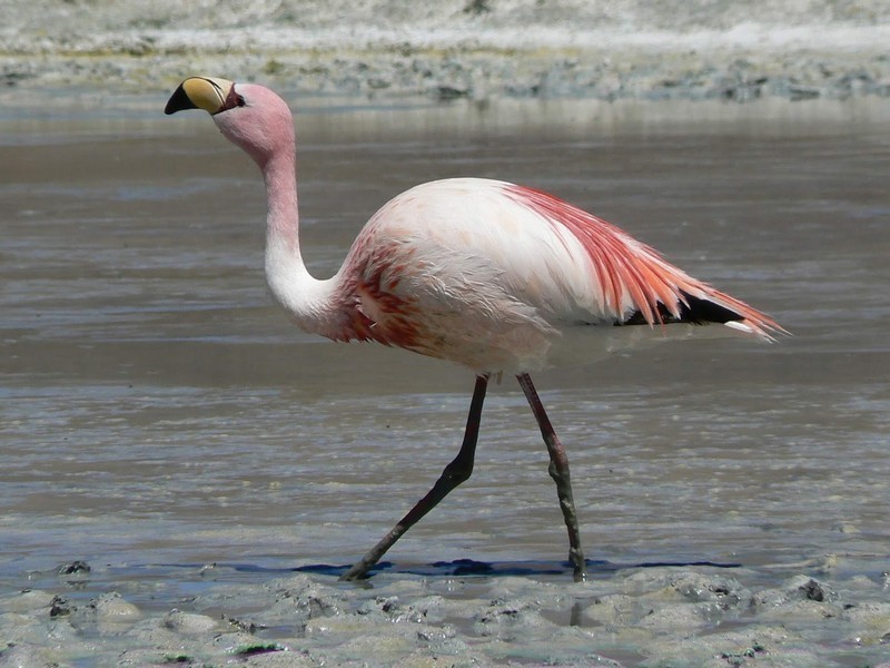 Фламинго Джемса — ближайший сосед андского фламинго, имеющий с ним общую территорию обитания