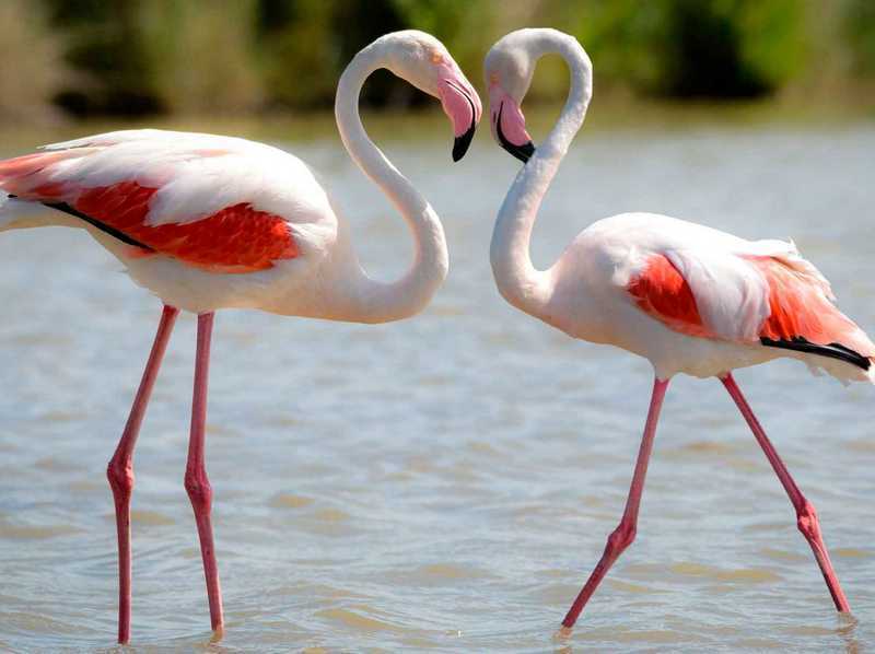 Розовый фламинго — самый многочисленный представитель рода, обитающий на просторах Евразии