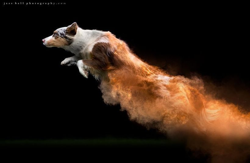 Блог - Фотограф посыпала собак цветным порошком, и результат на фото превзошел ожидания Фотограф посыпала собак цветным порошком, и результат на фото превзошел ожидания