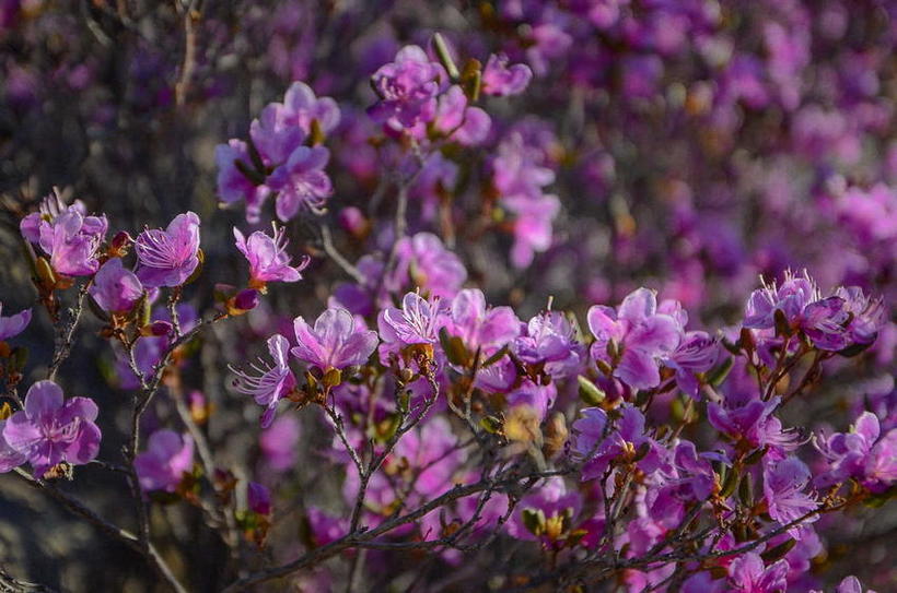 Маральник это. Маральник на Алтае. Маральник растение. Цветы Алтай маральник лиловый фиолетовый. Маральник Алтайский растение.