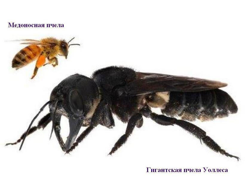 Блог - Зачем самым большим пчелам в мире такие странные челюсти Зачем самым большим пчелам в мире такие странные челюсти