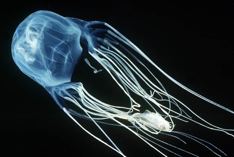 Симпатичная, смертельно жалящая медуза-коробочка