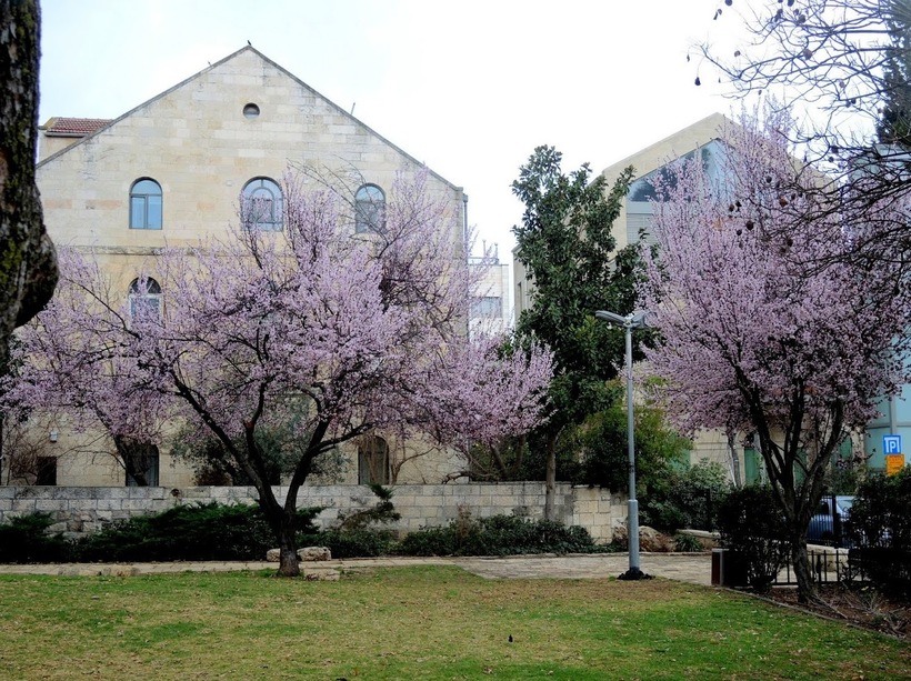 Цветущие деревья в Иерусалиме