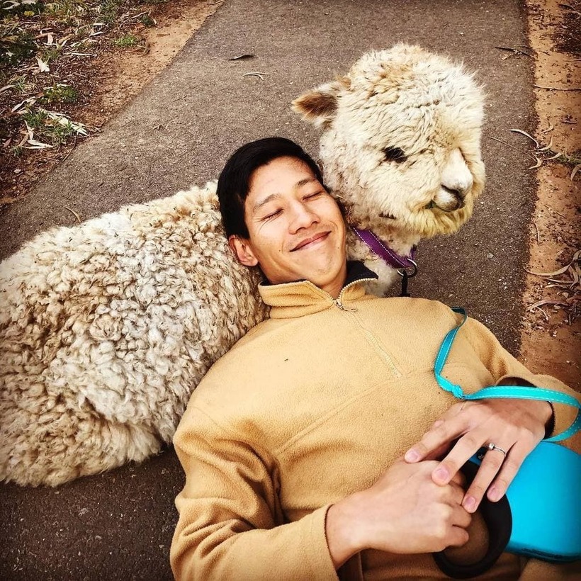Блог - Обворожительный альпака, от чьих фото в Instagram просто не оторваться Обворожительный альпака, от чьих фото в Instagram просто не оторваться