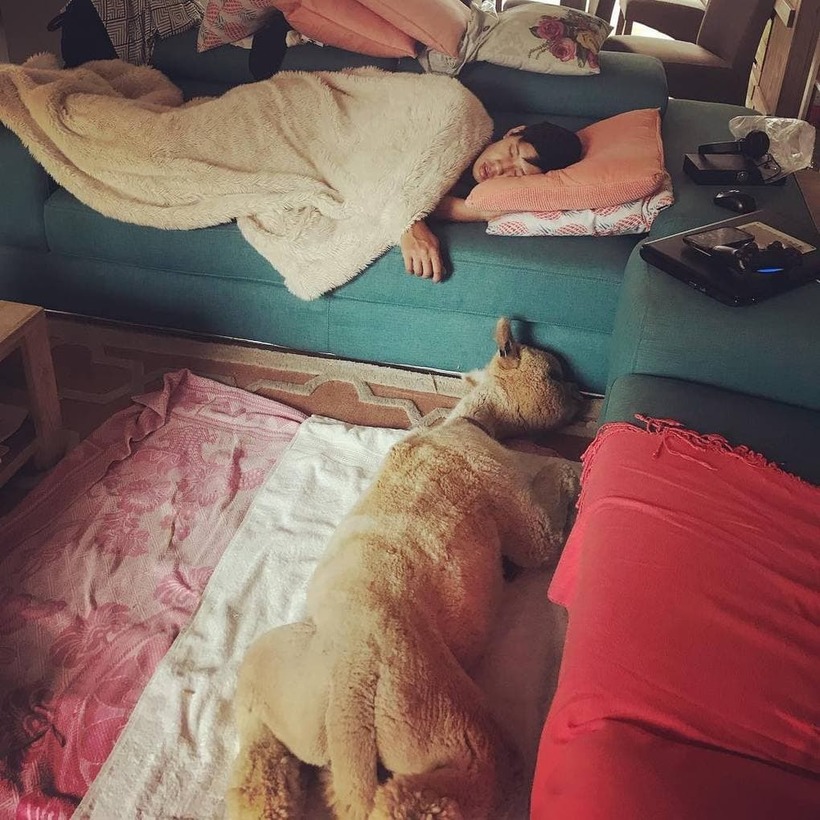 Блог - Обворожительный альпака, от чьих фото в Instagram просто не оторваться Обворожительный альпака, от чьих фото в Instagram просто не оторваться