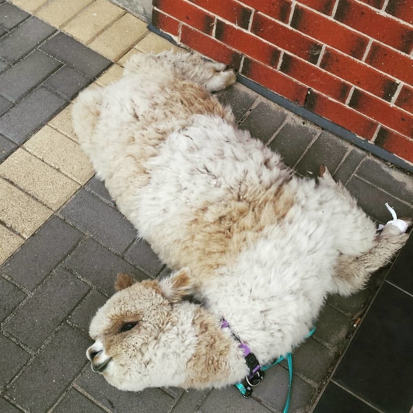Блог - Обворожительный альпака, от чьих фото в Instagram просто не оторваться Обворожительный альпака, от чьих фото в Instagram просто не оторваться