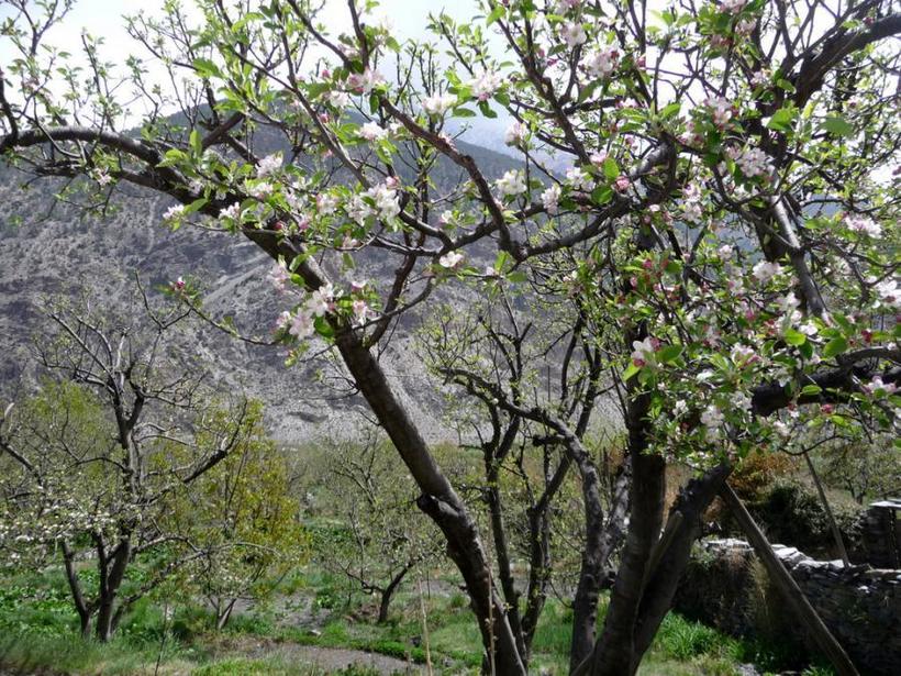 Яблоневый сад в Марфе