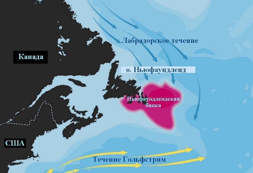 Блог - Поучительная история Ньюфаундлендской банки: может ли в море закончиться вся рыба Поучительная история Ньюфаундлендской банки: может ли в море закончиться вся рыба