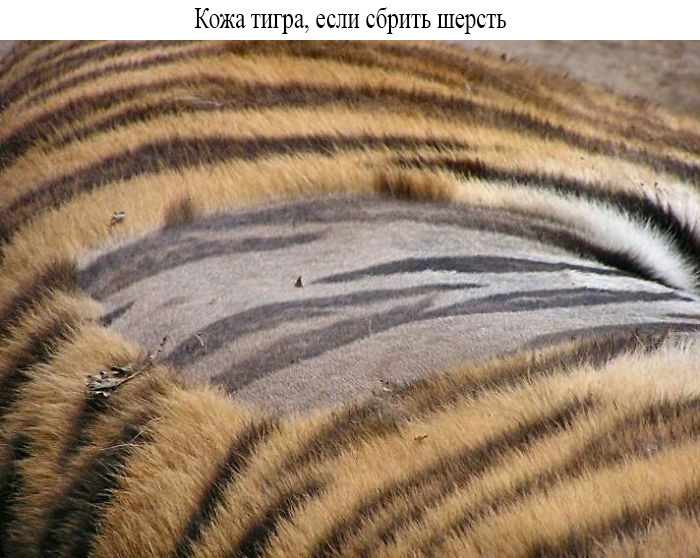 Блог - 25 редких снимков, показывающих неизвестную сторону знакомых вещей 25 редких снимков, показывающих неизвестную сторону знакомых вещей