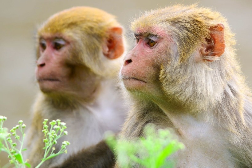 Блог - Китайцы создали макак с человеческим геном: что от этого изменилось Китайцы создали макак с человеческим геном: что от этого изменилось