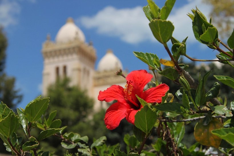 Майское цветение в Тунисе
