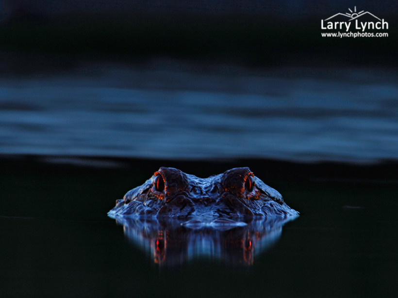 Парень сделал снимок ночного болота, а когда проявил его, увидел, что был там не один