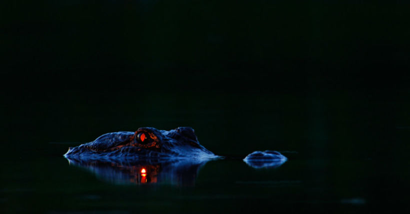 Парень сделал снимок ночного болота, а когда проявил его, увидел, что был там не один